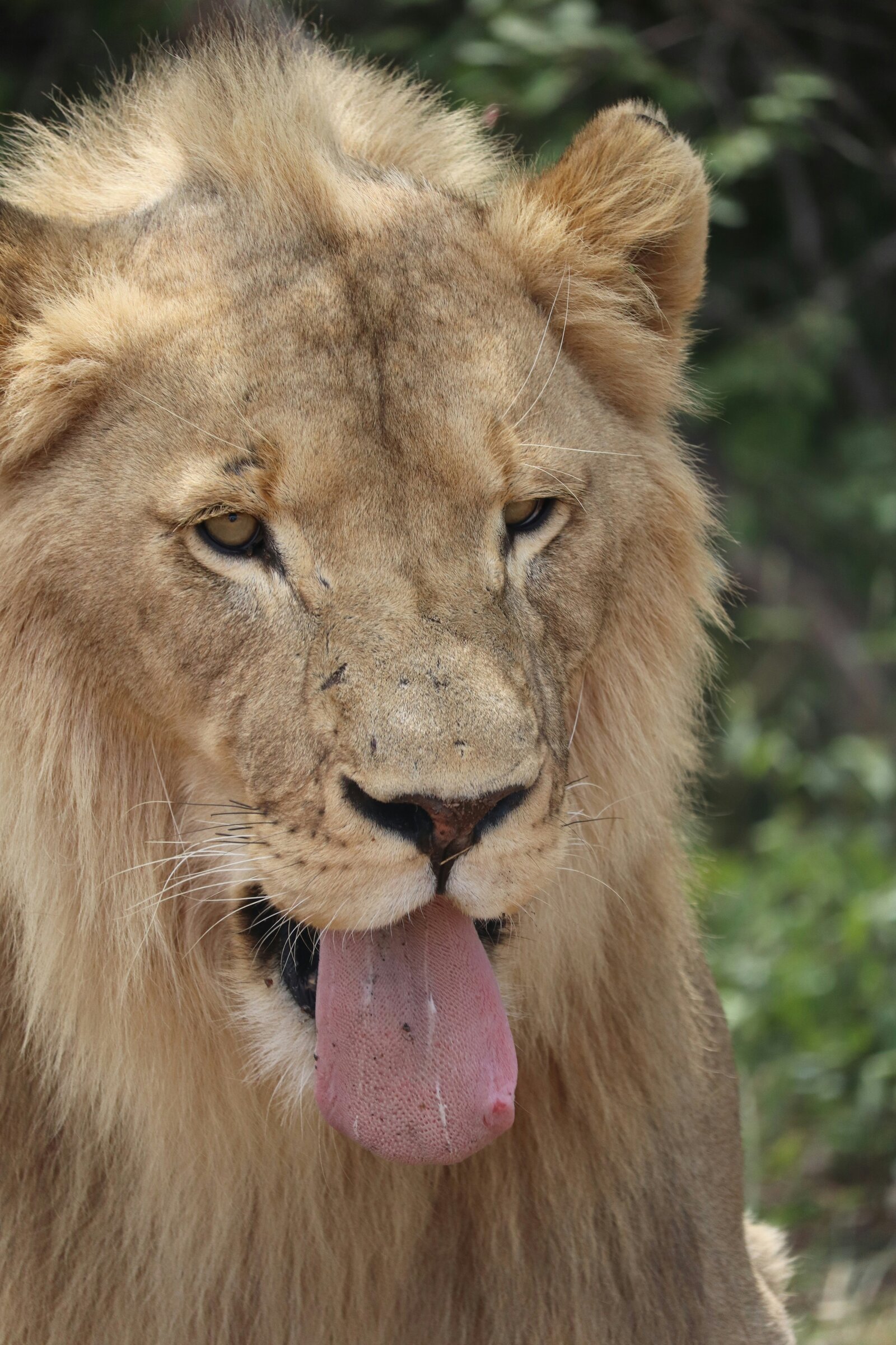 Close-up of a lion’s face with its tongue sticking out