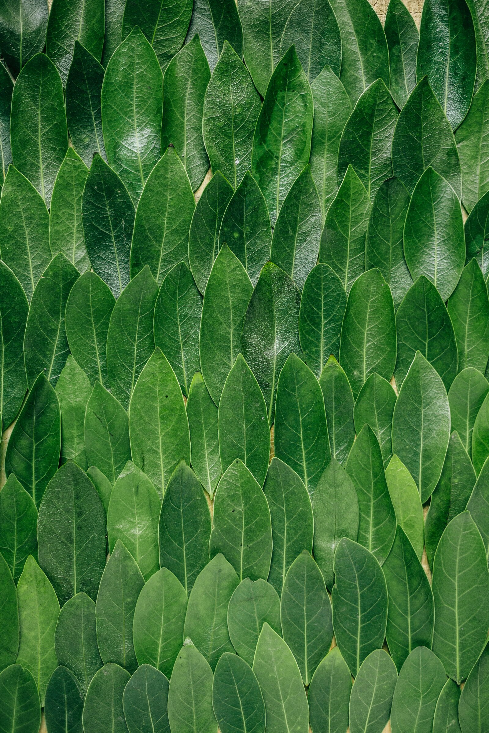 A dense, repeating pattern of glossy green leaves viewed from above